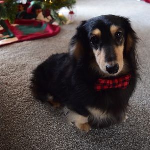 Meet your Posher, Haley